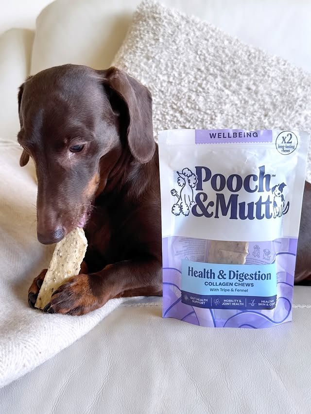 Instagram post by @frankie_dachshund03 for Pooch and Mutt. Caption reads: [...] 🤣 Get a whopping 30% DISCOUNT @poochandmutt....