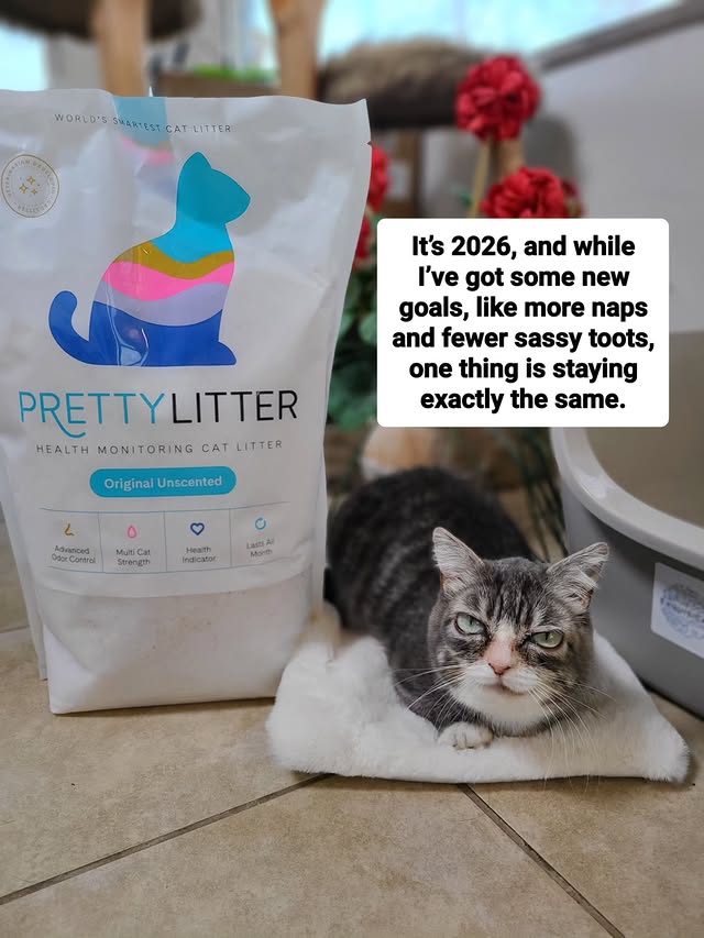 Instagram post by an influencer for PrettyLitter. Caption reads: I’ve been using PrettyLitter all year and I still....