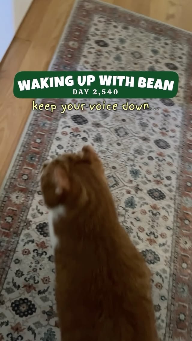 Instagram post by @beautynthebean for Makeship. Caption reads: [...] #animals #pets #catvideo #weeklyfluff....