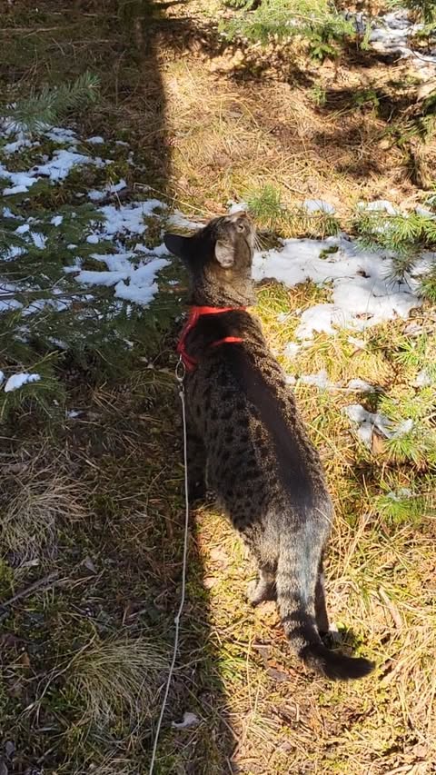 Instagram post by @lb_thelittlebastard for Pecute. Caption reads: [...] so excited for her new backpack from....