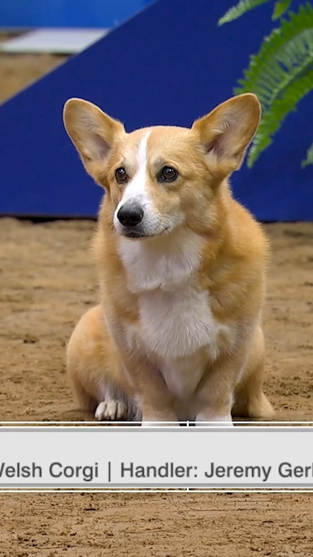 Instagram post by @americankennelclub for Swiffer. Caption reads: Maverick the Pembroke Welsh Corgi makes it look....