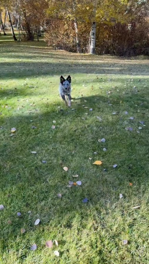 Instagram post by @rumerwillis for Maev. Caption reads: [...] it is for our four legged companions....