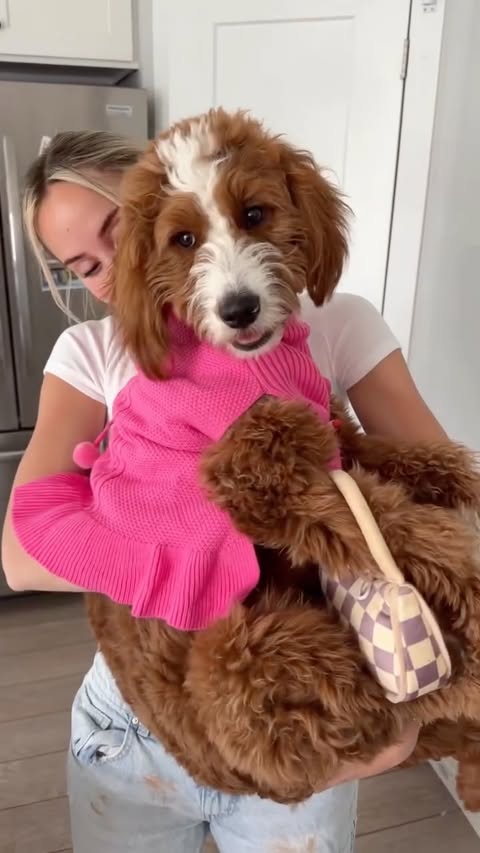 Instagram post by @girlandadoodle for Chewy. Caption reads: No such thing as too much Especially when @chewy....