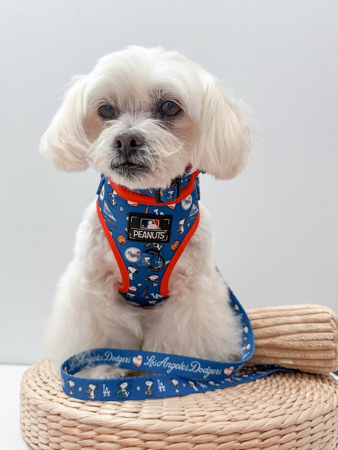 Instagram post by @mochi_the_poo for Sassy Woof. Caption reads: [...] the @mlb post season ⚾️ 

rocking my....