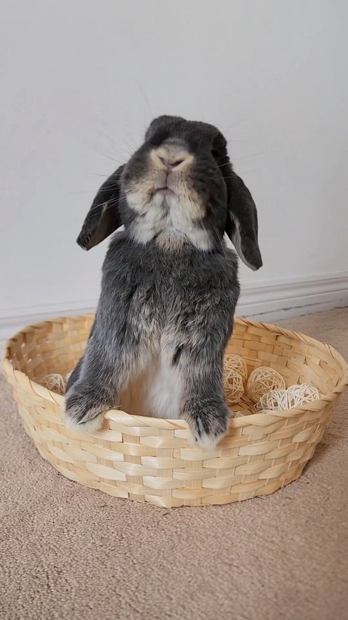 Instagram post by @bluberrythebun for Oxbow Animal Health. Caption reads: Steps to spoil your bunny for International Rabbit....