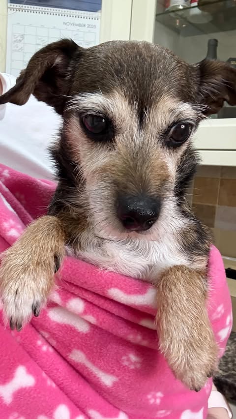 Instagram post by @petadventureswithlauren for Hugo and Ted. Caption reads: @hugoandted fleece sling in perfect for these....