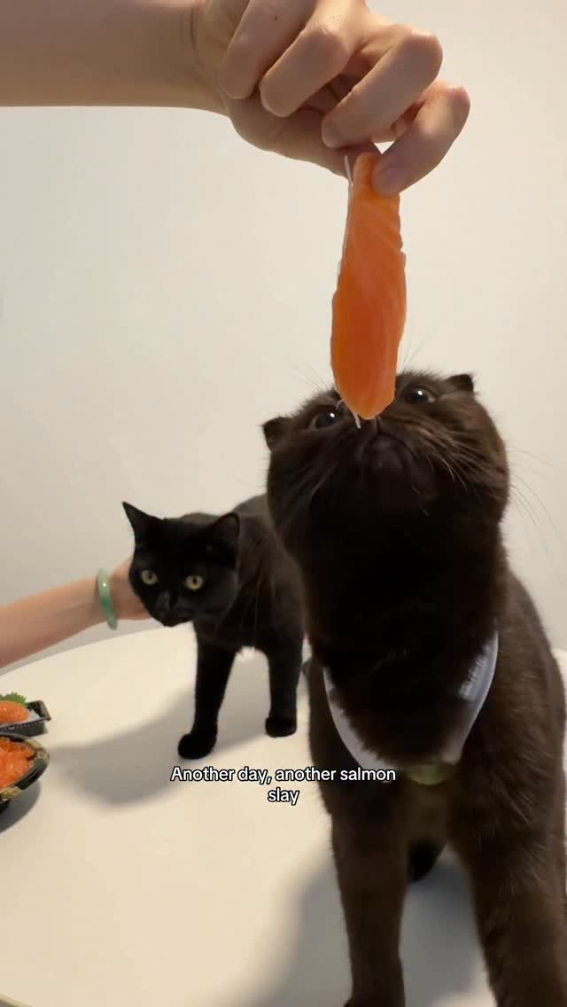 Instagram post by @babysixbeans for Zesty Paws. Caption reads: No shed, all glow! I’m thriving on @zestypaws.sg....