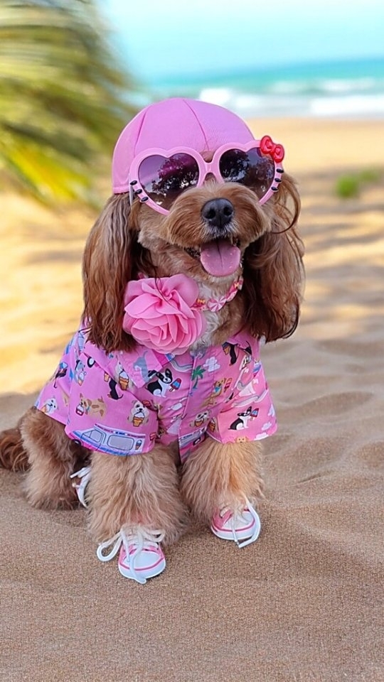 Instagram post by @sassymiss_mia for Barked by 9GAG. Caption reads: 𝙎𝙤𝙢𝙚𝙩𝙝𝙞𝙣𝙜 𝙣𝙚𝙬, 𝙨𝙤𝙢𝙚𝙩𝙝𝙞𝙣𝙜....