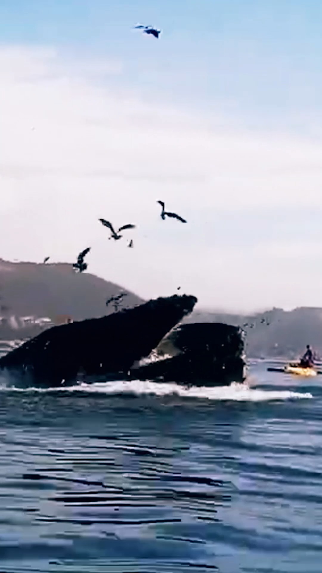 Instagram post by @therealdanaykroyd for HISTORY. Caption reads: Two Kayakers. One Whale. One Unbelievable....