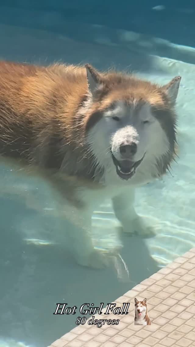 Instagram post by @hollyrpeete for Petco. Caption reads: Petco groomers …here we come. 💦 She loves to go....