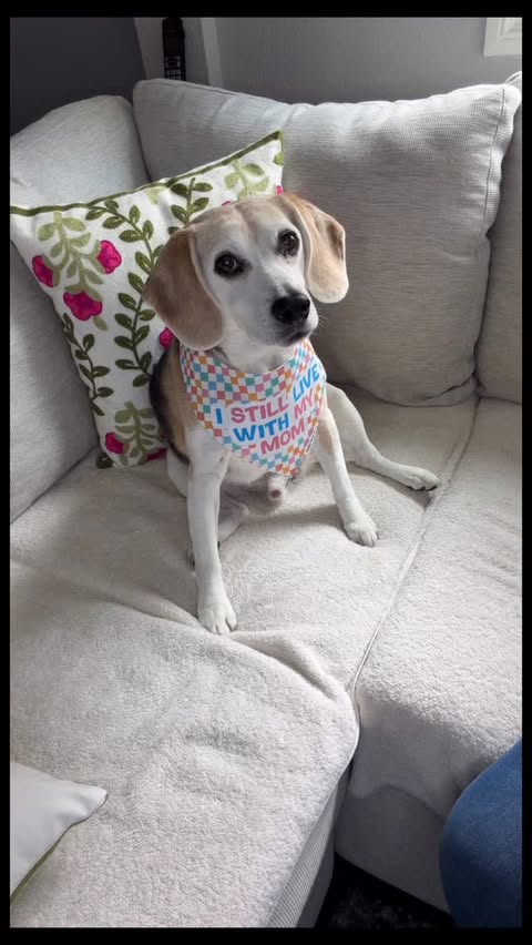 Instagram post by @angus_the_beagle2012 for Corny Dog Cloth. Caption reads: 𝗕𝗲𝘀𝘁 𝗸𝗶𝗻𝗱 𝗼𝗳 𝗱𝗮𝘆… 𝙢𝙖𝙞𝙡....