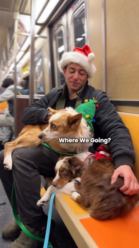 Instagram post by @mattyandkaido for ACANA Petfoods. Caption reads: Taking my dogs to NYC Christmas Markets and....