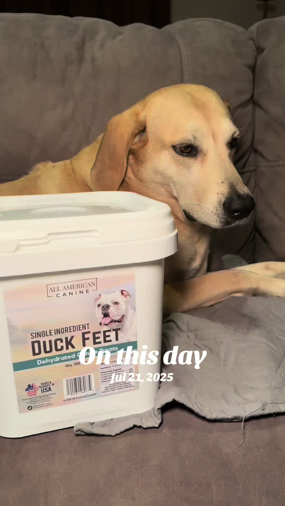 TikTok post by @lzachary0324 for All American Canine. Caption reads: Your pups will love these @ALL AMERICAN CANINE CO.....