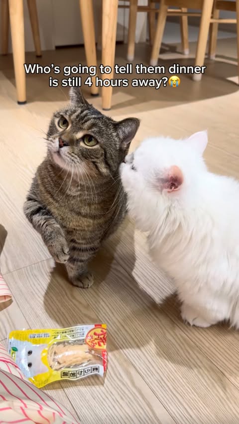Instagram post by @ringodanyan for PETLIBRO. Caption reads: [...] 🐾 Watching them eat via the new Petlibro....