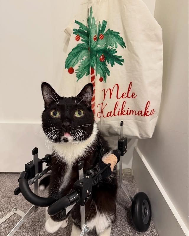 Instagram post by @moana.and.snapple for Cats of Instagram. Caption reads: Mele Kalikimaka 🎄♥️💚🎅🏻 We may not be on island....
