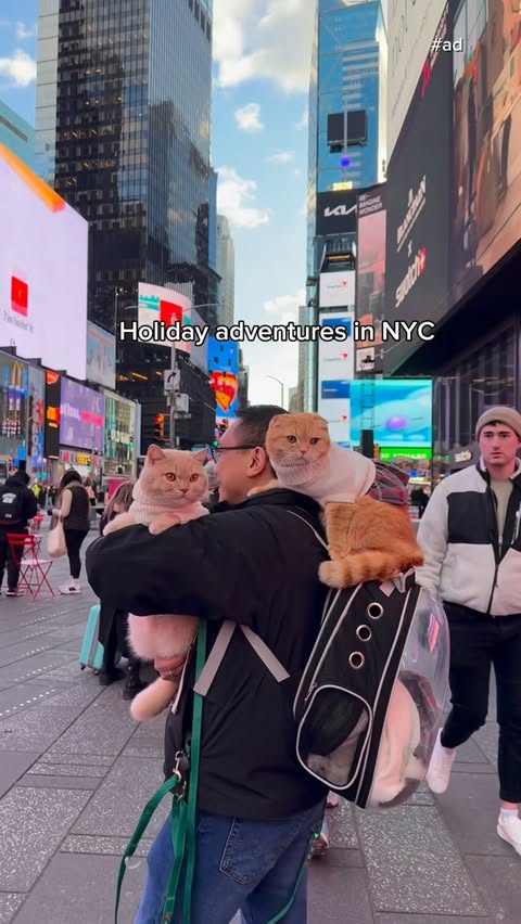 Instagram post by @spongecake_thescottishfold for PetSmart. Caption reads: [...] to the free Photos with Santa event at....