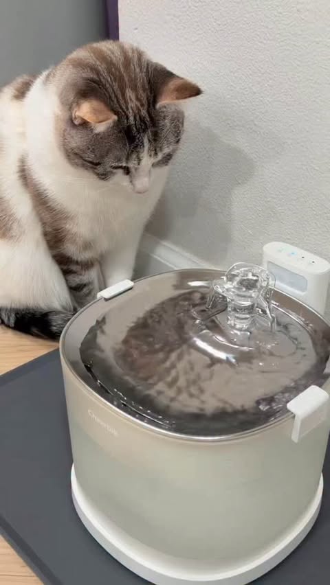 Instagram post by @penguinpepperpia for Cheerble. Caption reads: [...] gross fast 🤢 This one doesn’t 🫧

The....