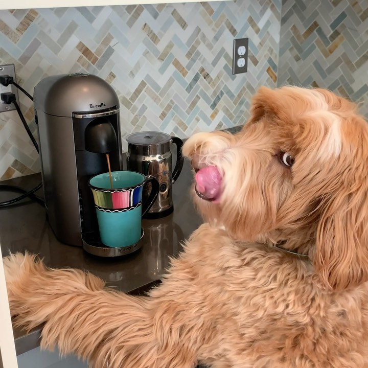 Instagram post by @reagandoodle for The Dog Agency. Caption reads: I got caught making a latte while my people were....