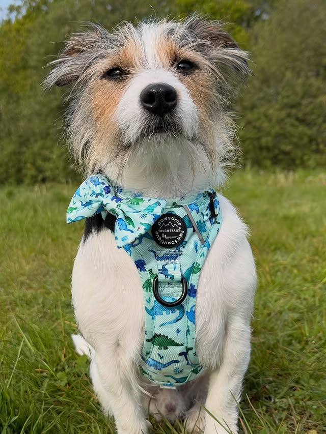 Instagram post by @walkies_with_woody for Pawsome Paws Boutique. Caption reads: [...] in his dinky dino harness from....