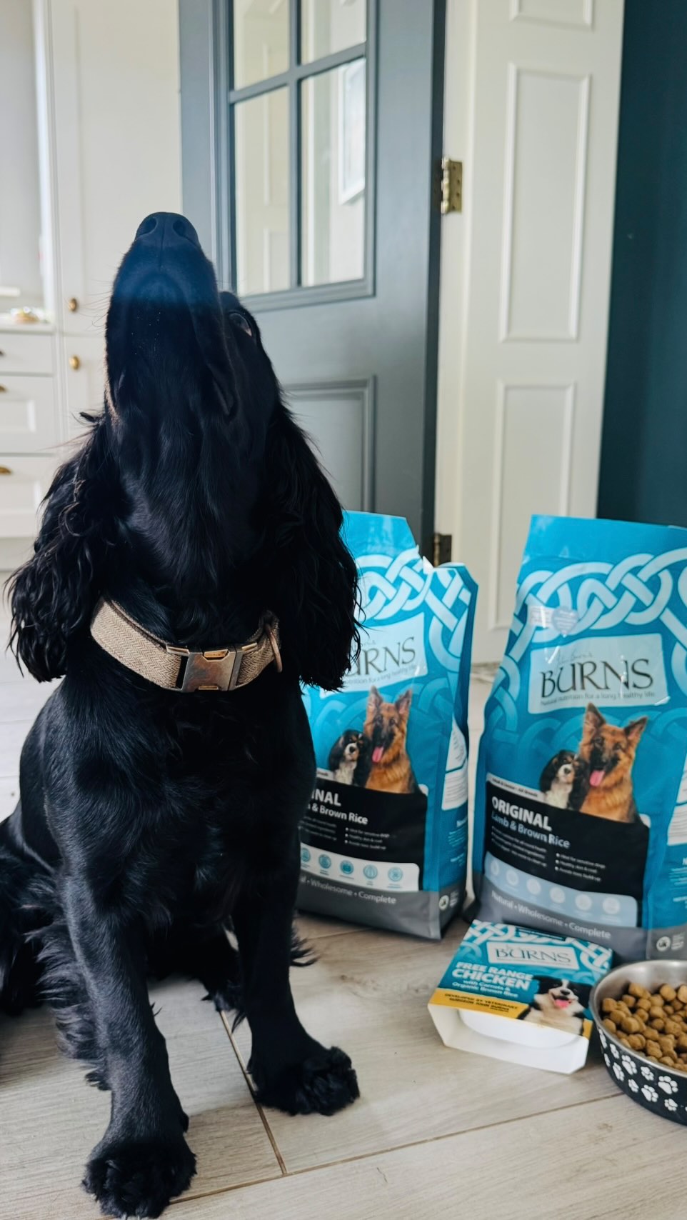 Instagram post by @thebighillhouse for Burns Pet Food. Caption reads: 🐶 A happy Dog 🐶 

I am delighted to be working....