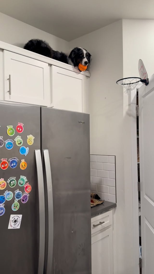 Instagram post by @embracingecho for RAWZ Natural Pet Food. Caption reads: Echo might be part cat but I still have to feed....