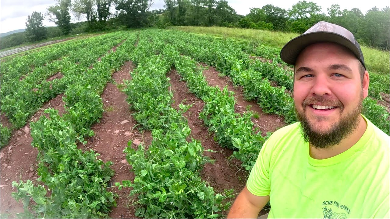 YouTube post by @theveggieboys for Drink LMNT. Caption reads: Harvest is almost here.