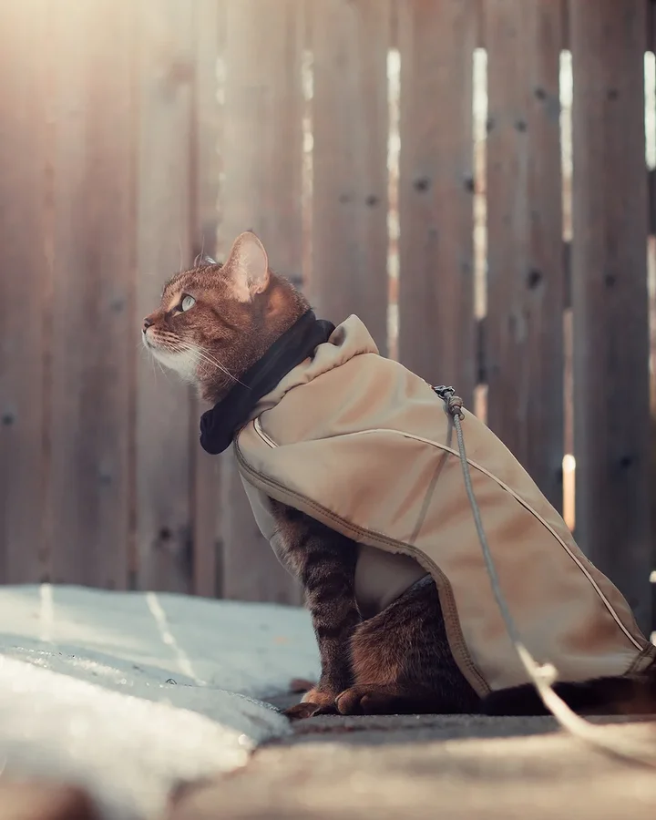 Instagram post by @purrfectly.amber for Fitwarm. Caption reads: This girl. 🥰 Doing her best meowdelling in this....