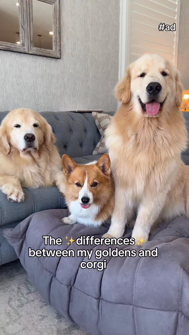 Instagram post by @maui_thegoldenpup for Zoetis Petcare. Caption reads: My goldens and corgi are worlds apart, and their....