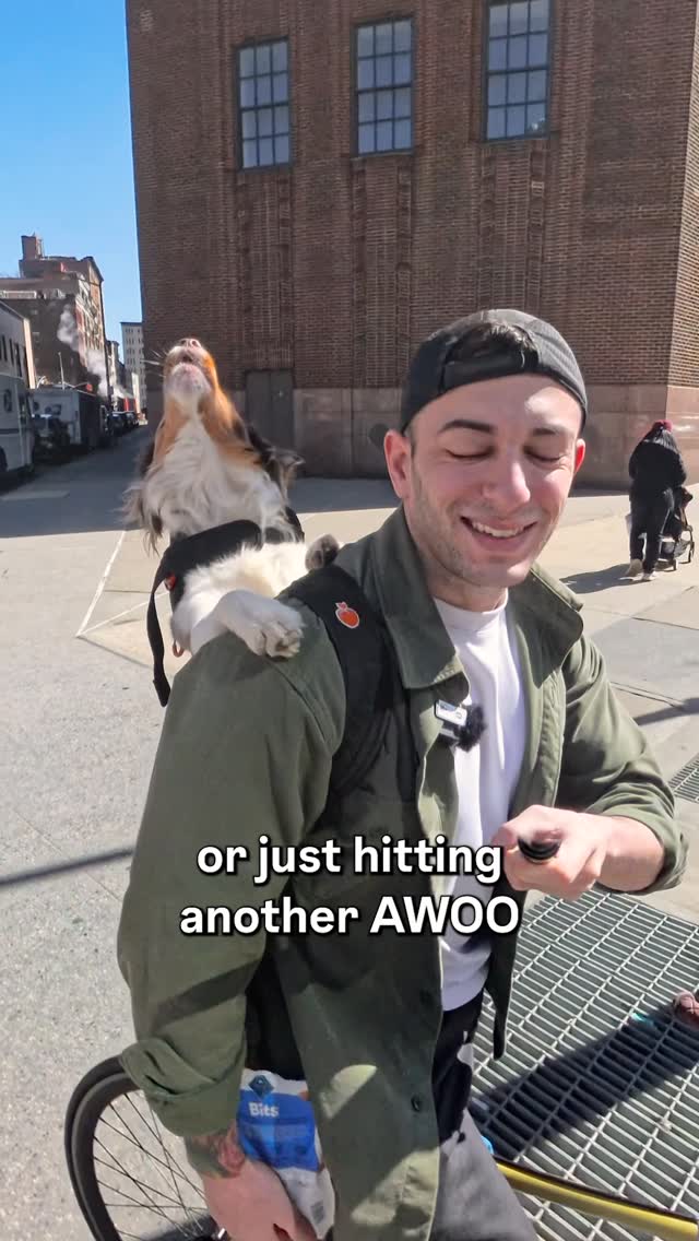 Instagram post by @mattyandkaido for blue buffalo. Caption reads: Training Kaido to be a professional adventurer has....