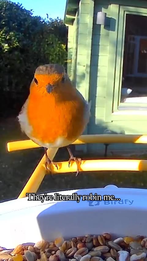 Instagram post by @connor_the_ecologist for Birdfy. Caption reads: [...] an AI bird feeder camera to try from....