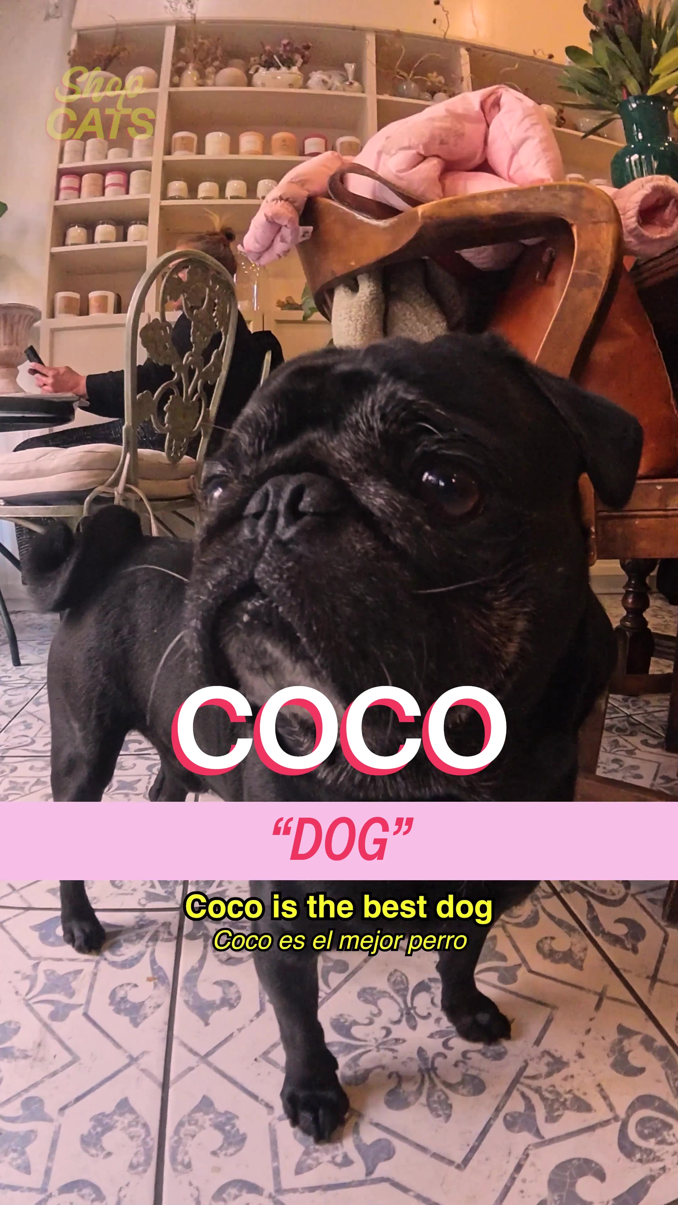 TikTok post by @shopcatsshow for Mrs. Meyer's Clean Day. Caption reads: Meet Coco in the Sunnyside, for a very special....