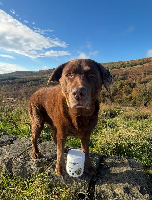 Instagram post by @the_adventures_of_daisydog for YuMOVE. Caption reads: [...] formula, but in a treat-like format, YuMOVE....