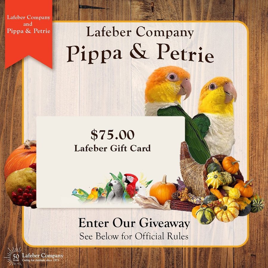 Instagram post by @pippa_and_petrie for Lafeber Pet Birds. Caption reads: Calling all bird lovers! 🦜 Here's your chance to....