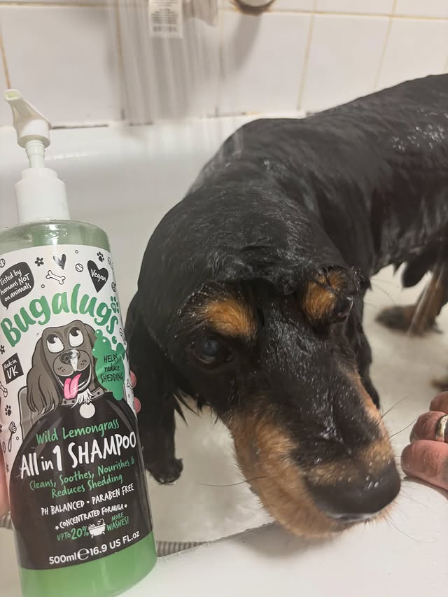 Instagram post by @paws.coco.xo_sandyandmama2_ for Bugalugs Pet Care. Caption reads: [...] the audacity frens We’re using....