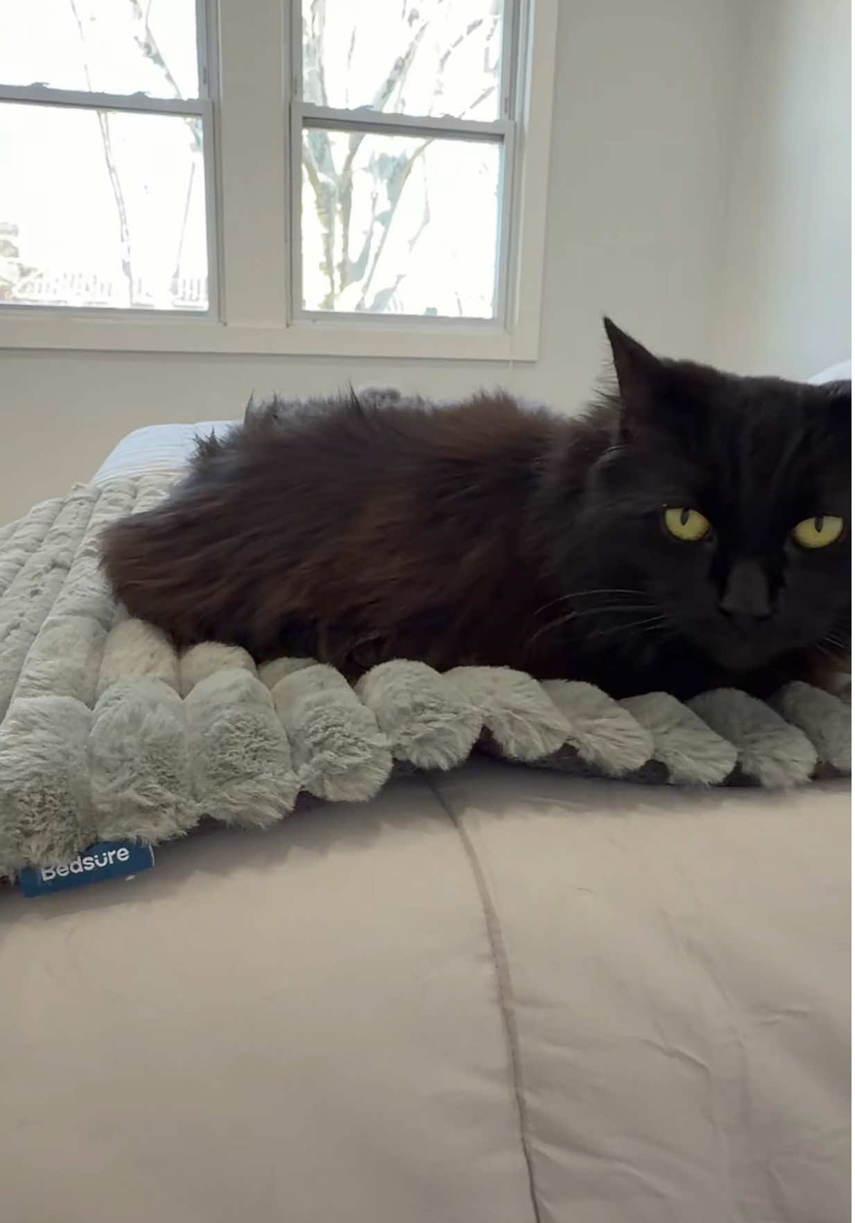 TikTok post by @serges_shop for Lesure Pet. Caption reads: [...] #tiktokshopjumpstartsale @Lesure Pet.