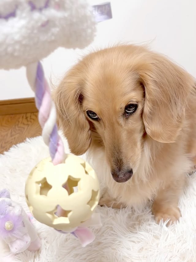 Instagram post by @purin.koron for Doggy Box. Caption reads: [...]....