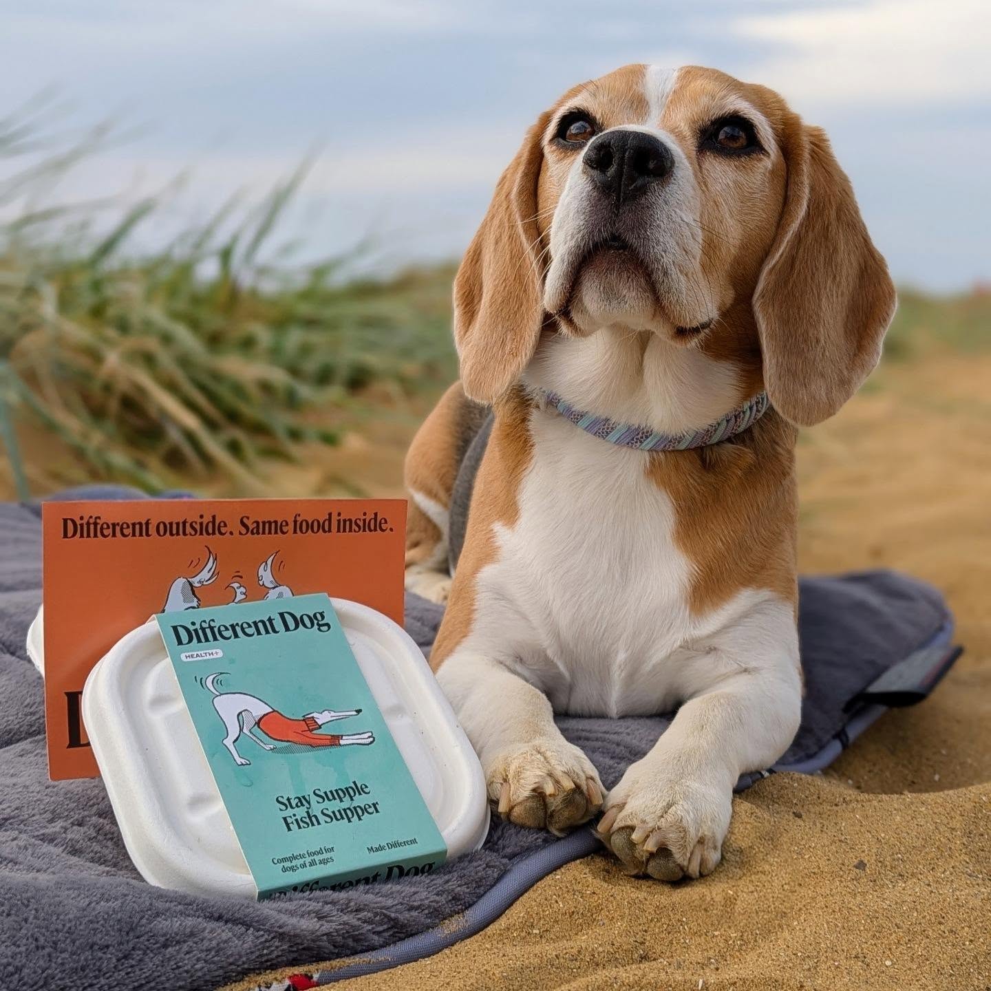 Instagram post by @miss_bloss_the_beagle_boss for Different Dog. Caption reads: [...] than when mum switched my food to....