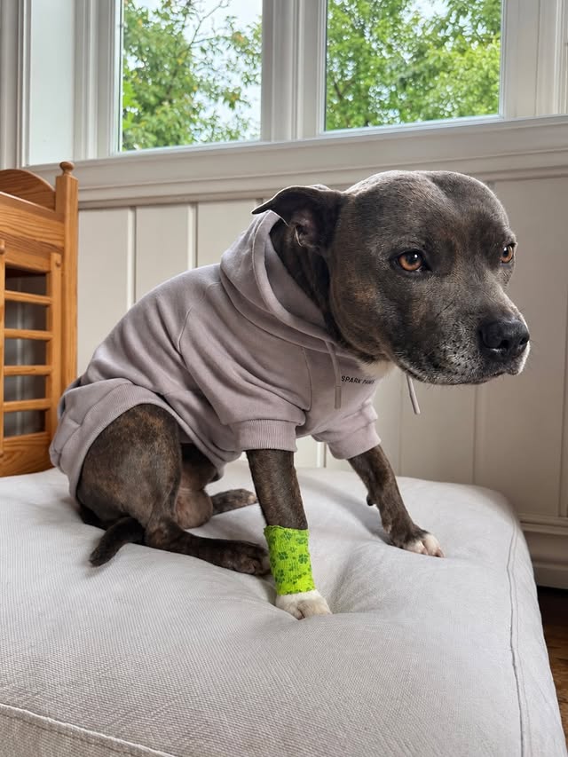 Instagram post by @vivo.nova.staffies for Spark Paws. Caption reads: [...] suit from the vet😂 Good thing that....