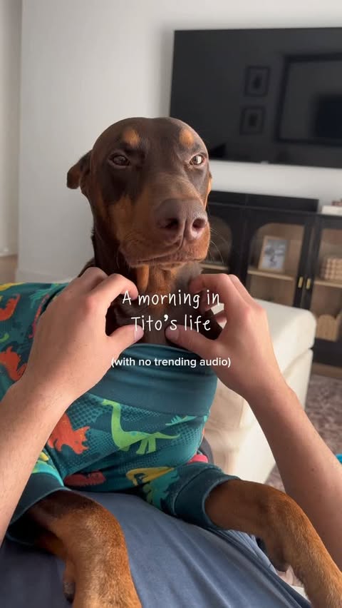 Instagram post by @tito.thedoberman for Native Pet. Caption reads: [...] Food @thefarmersdog Salmon oil @nativepet....