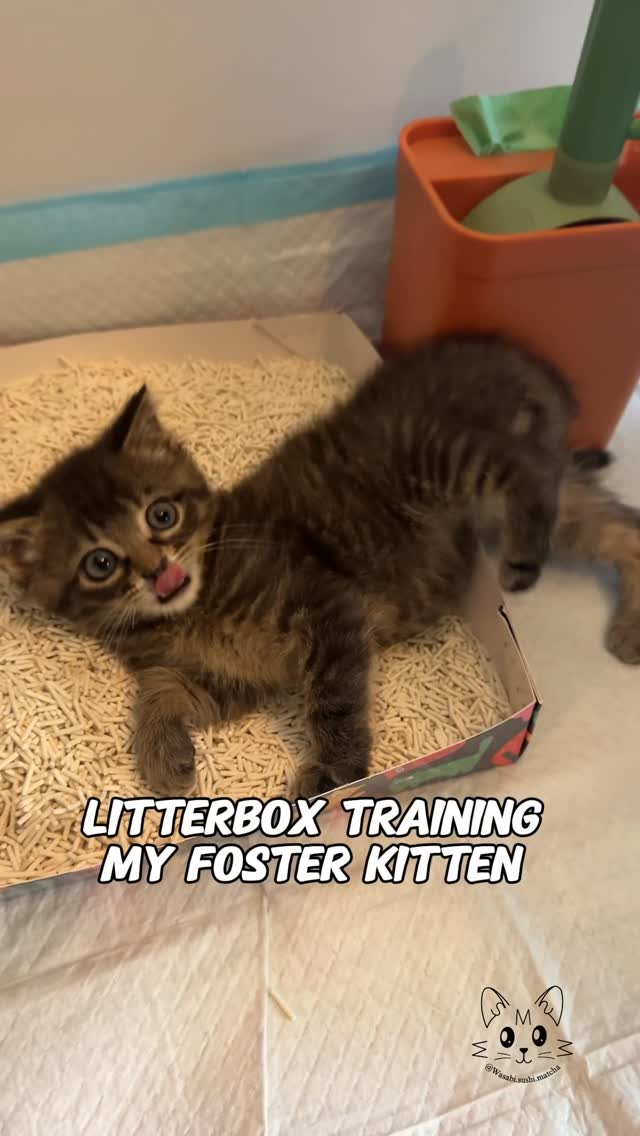 Instagram post by @wasabi.sushi.matcha for PetSmart. Caption reads: Litterbox training Goose… 💩🚽🫠

Baby Goose....