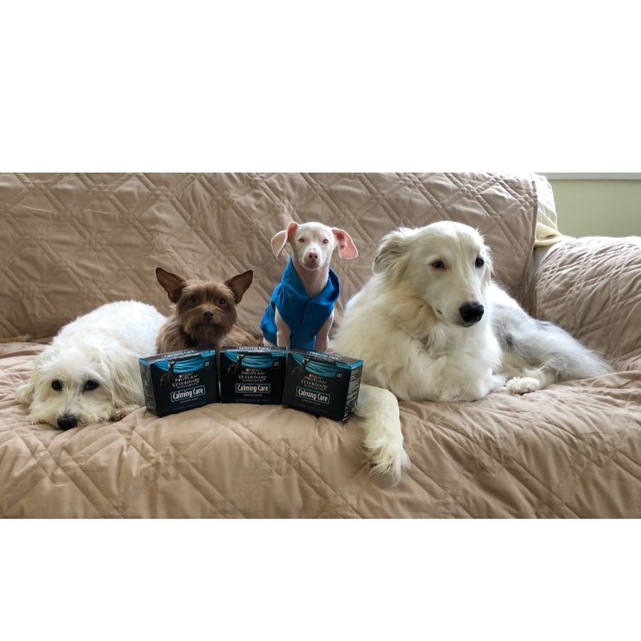 Instagram post by @pinkpigletpuppy for The Dog Agency. Caption reads: Piglet’s 6 Pack is a group of fun loving, well....