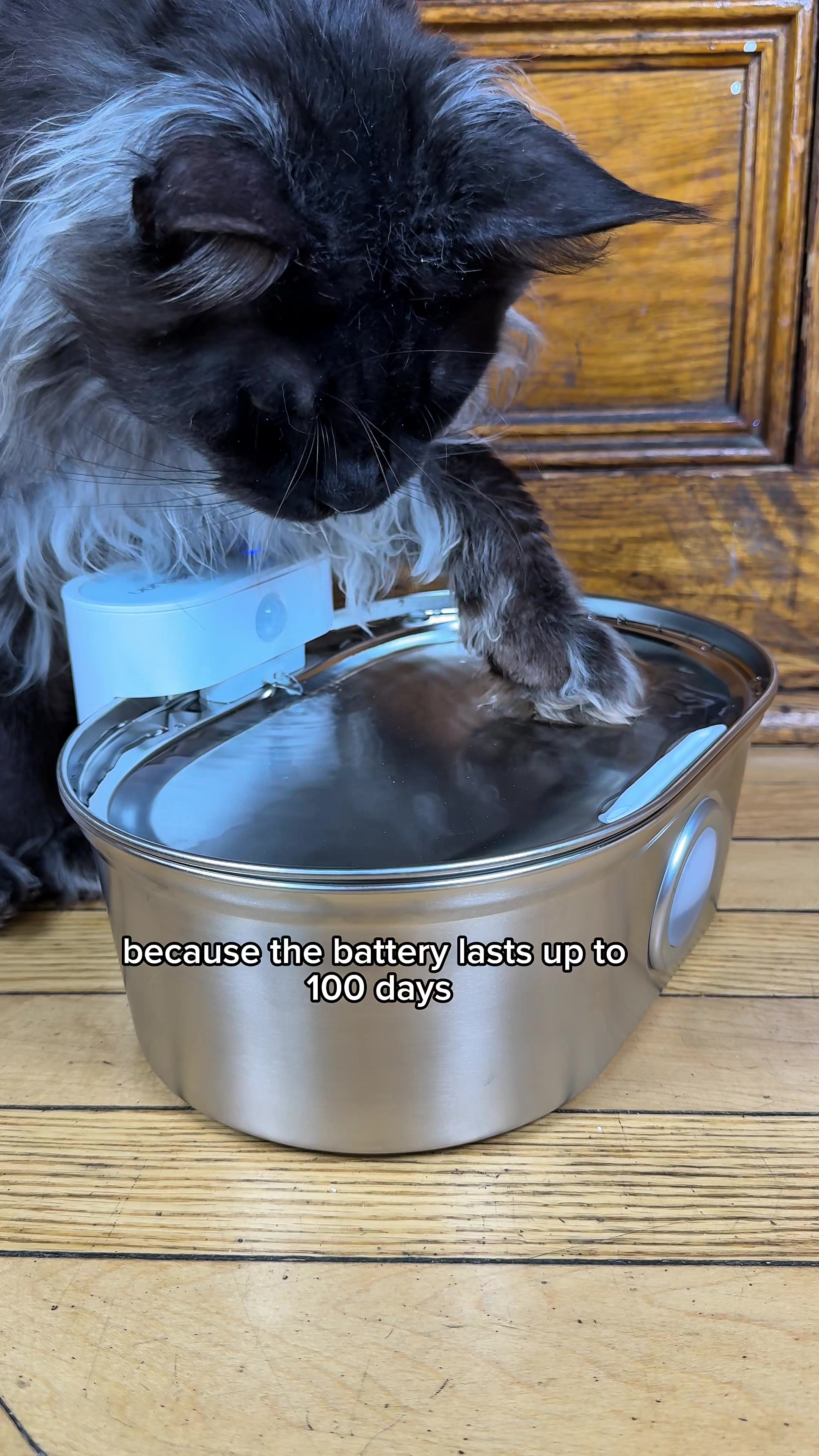 TikTok post by @kayjaypayyy for Uahpet Shop US. Caption reads: @Uahpet Shop US #cats #petsoftiktok [...].