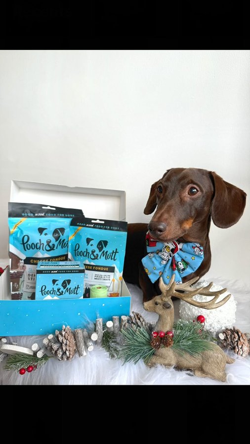 Instagram post by @frankie_dachshund03 for Pooch and Mutt. Caption reads: The best thing this Xmas is the “cheese fondue”....