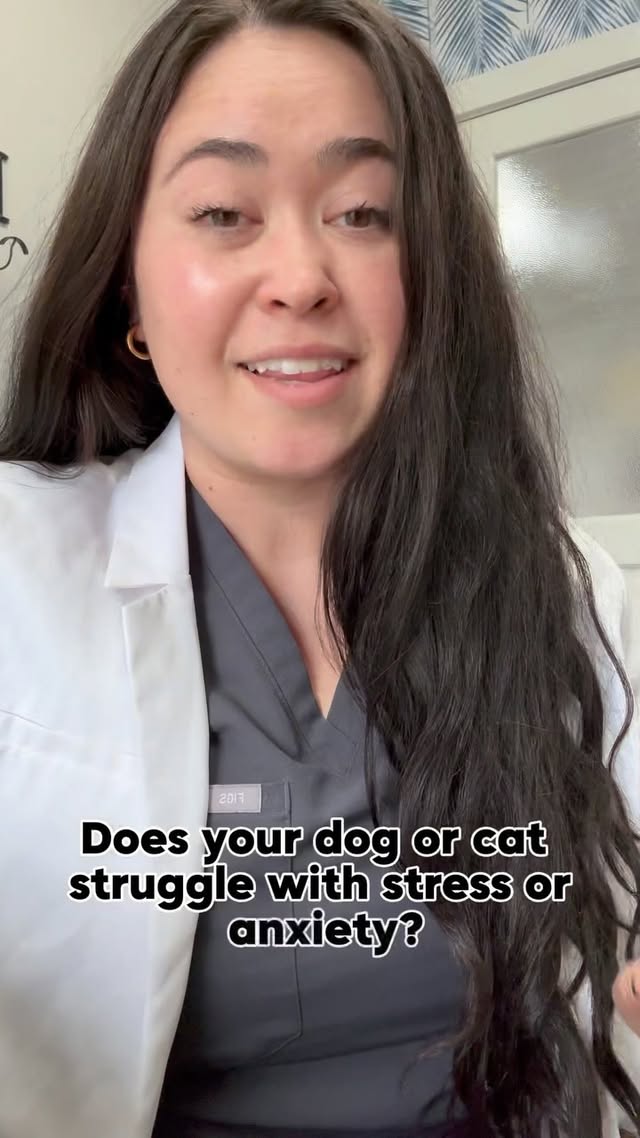 Instagram post by @dogtorkristi for VetriScience. Caption reads: [...] or anxiety? Let’s talk about it!....