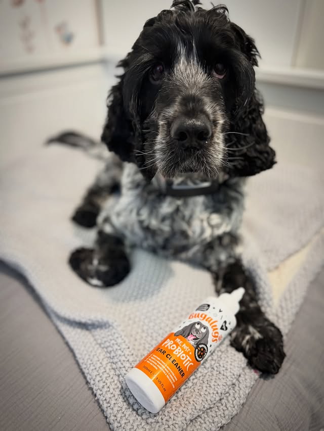 Instagram post by @chester_theblueroan for Bugalugs Pet Care. Caption reads: [...] Post + Probiotic ear cleaner from....