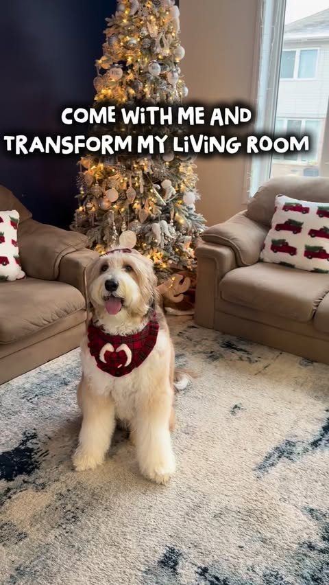 Instagram post by @bernedoodleworld_nalaskingdom for FunnyFuzzy. Caption reads: [...] cover for pet friendly households!....
