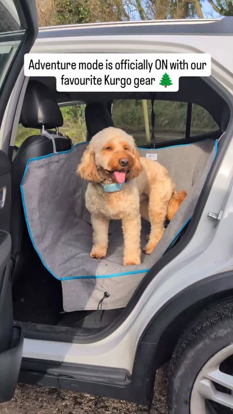 Instagram post by @cooper_cockerpoo_north_wales for Kurgo. Caption reads: [...] and secure in the car thanks to the Kurgo....