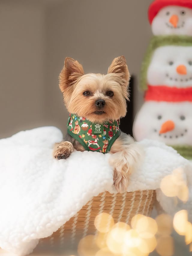 Instagram post by @beans_and_bentley for Paw Couture. Caption reads: [...] Only 9 weekends till Christmas! 🎅✨ Paw....