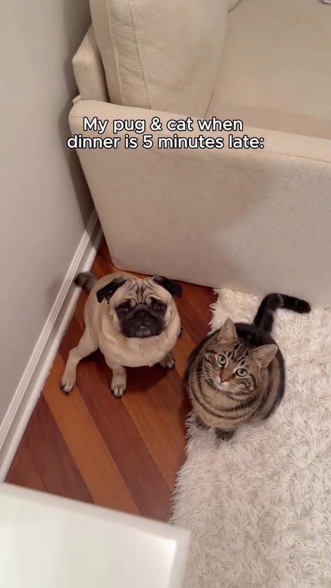 Instagram post by @cattpancake for RAWZ Natural Pet Food. Caption reads: When dinner’s late and your pets take matters into....