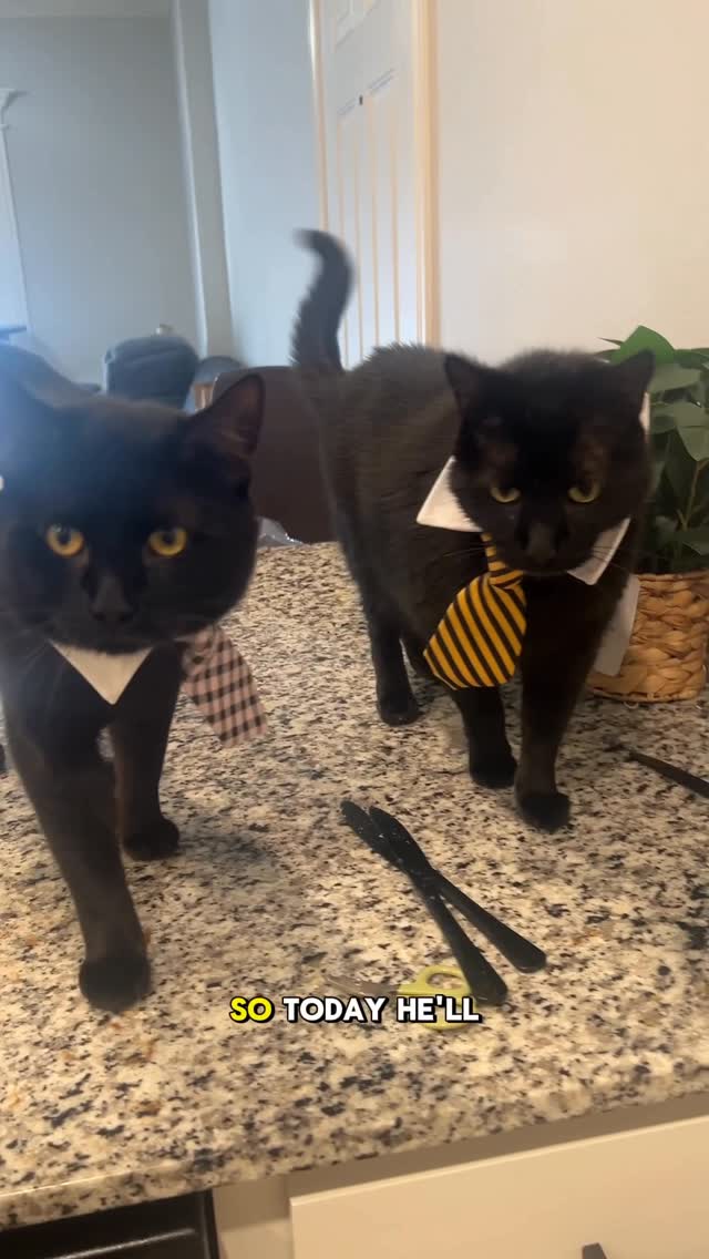 Instagram post by @jeremy.the.manager for Petlibro. Caption reads: Paco’s finally earning his keep with his new RFID....